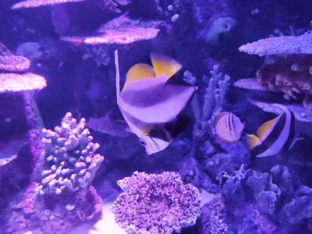 istock Small decorative aquarium fish swim in clear water 2172859695