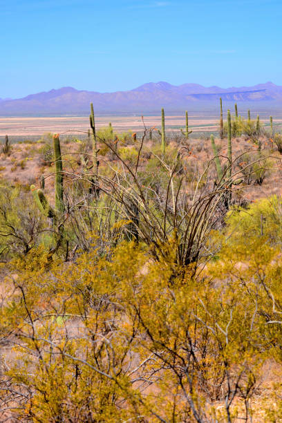 istock Central Sonora Desert Arizona 2172861256