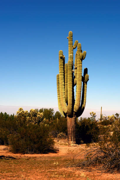 The Sonora desert in central Arizona USA with an old saguaro and cholla cactus
