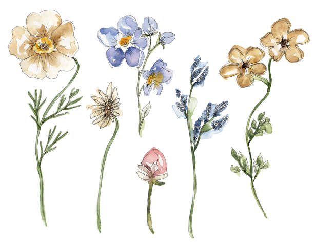 istock Watercolor and liner meadow flowers bouquet and element illustration set, hand drawn floral clipart 2172862854