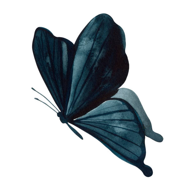 50+ Abstract Watercolor Black Butterfly Background Illustrations