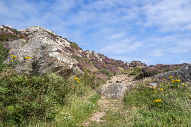 istock Footpath through the rocks and heather at South Stack, Anglesey, Wales, United Kingdom 2172863797