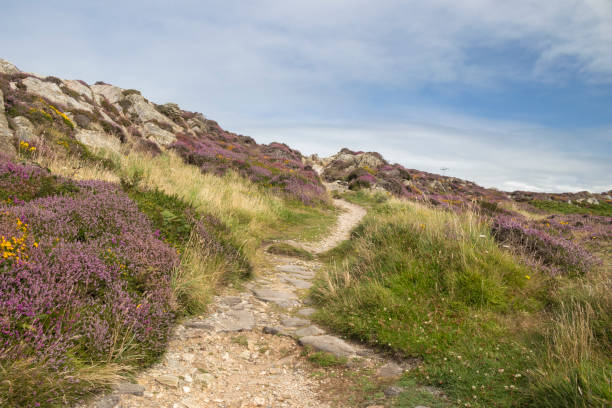 istock Footpath through the heather and gorse at South Stack, Anglesey, Wales, United Kingdom 2172863839