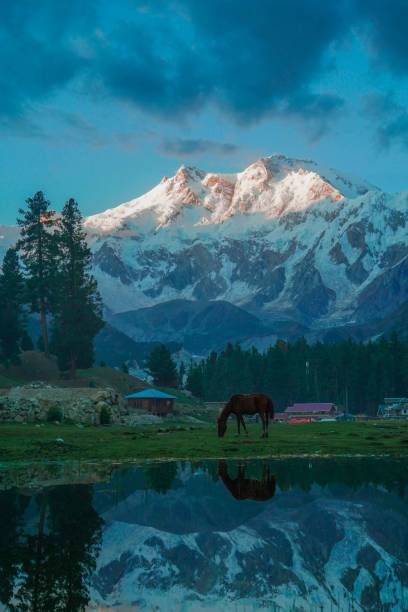 Nanga Parbat from Fairy Meadows at sunrise