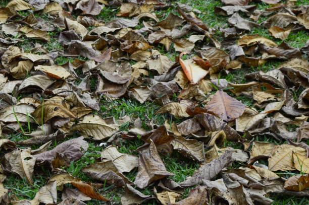Dry leaves fall in the garden in September