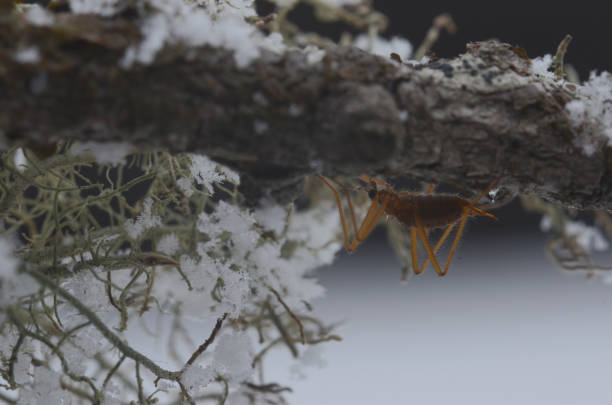 Chionea, Chionea lutescens, apterus, diptera, Insect, insect on snow, cold, ice, winter, snow, Gran Paradiso National Park, Cogne, Valle d'Aosta, Italy,