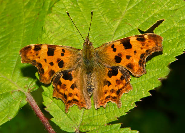 istock Comma, Butterfly,  Polygonia c-album 2 2172871085
