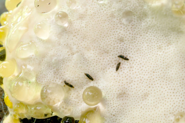 istock springtails under the cap of a mushroom, springtails 2172871638