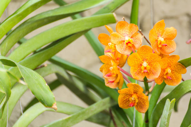 orange vanda orchid flower
