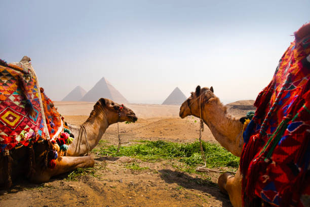 istock Cairo tourist camels 2172882654