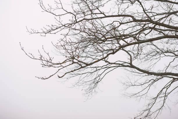 Moody background with Tree branches silhouette in fog outdoor