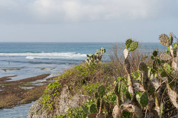 A scenic coastal view featuring rocky terrain and cacti in the foreground. The ocean stretches out with gentle waves, and a person can be seen standing in the water. The sky is partly cloudy, creating