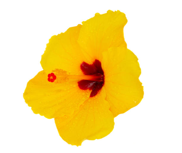 istock Orange hibiscus flowers, summer vacational background 2172886019