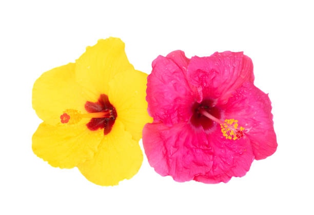 yellow hibiscus flower, there are 5 single layer petals with stamens sticking out in the middle. The tip is the top of the pistil. Hibiscus flowers come in a variety of colors.