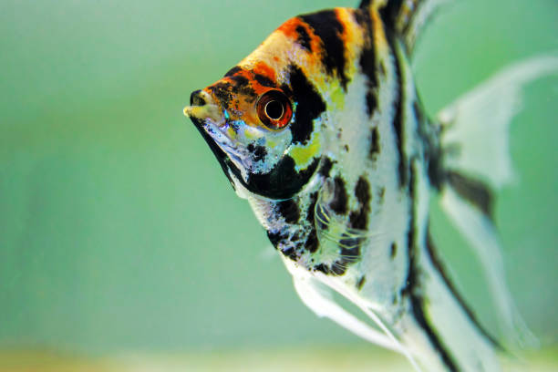 istock Tricolor koi freshwater angelfish - Pterophyllum scalare 2172887162