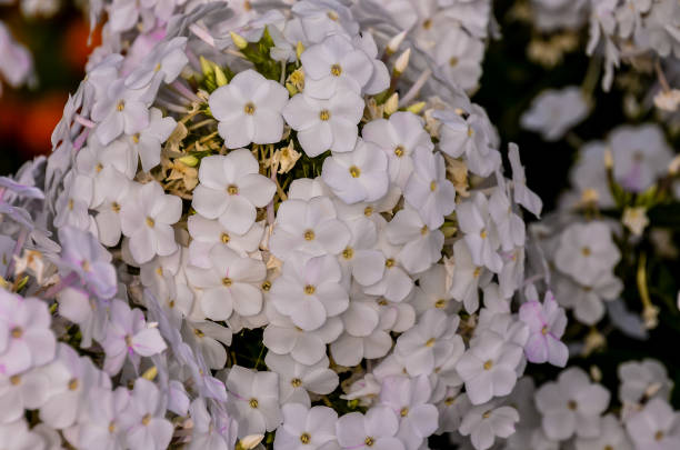 istock A bunch of white flowers with yellow centers 2172887985