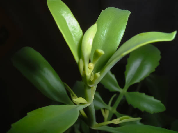 istock Close-up of Green Leaves 2172892182