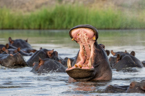 Captured in Chobe National Park Botswana