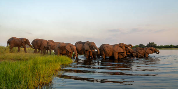 istock Elephant herd at sunset crossing the Chobe River 2172893373