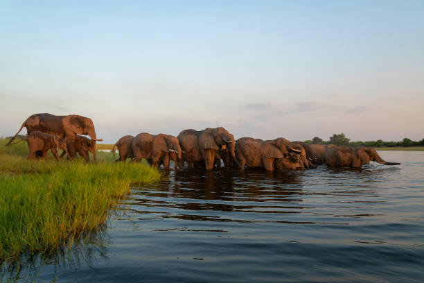 istock Elephant herd at sunset crossing the Chobe River 2172893375