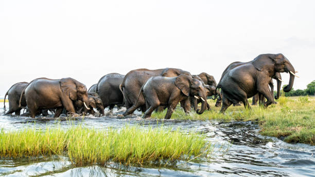 istock Elephant herd at sunset crossing the Chobe River 2172893593