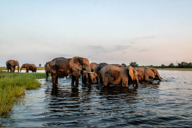 istock Elephant herd at sunset crossing the Chobe River 2172893596