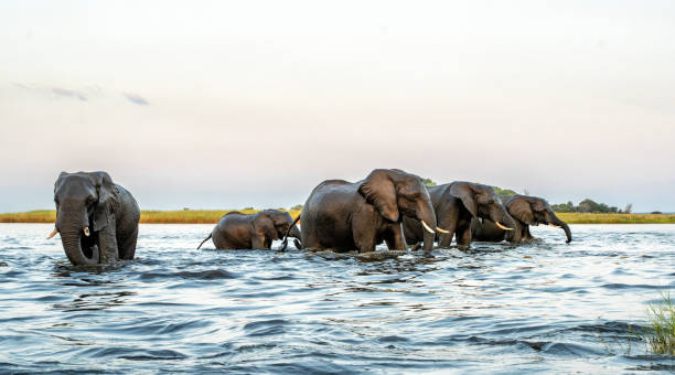 istock Elephant herd at sunset crossing the Chobe River 2172893598