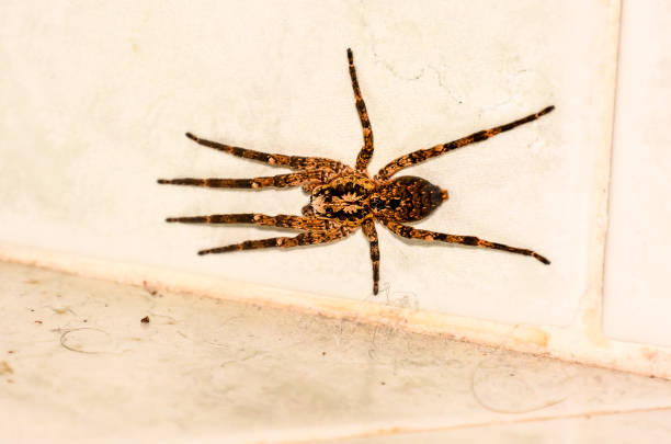 A brown and black spider is laying on a white tile floor. The spider is small and he is in a relaxed position