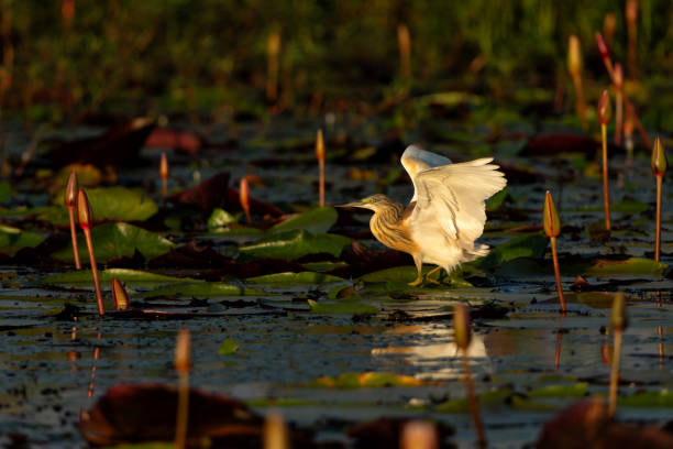 istock Squacco Heron flying in the Chobe river between Botswana and Namibia 2172893842
