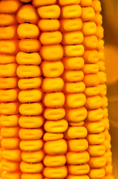 A close up of a yellow corn cob with many small yellow kernels. The corn is arranged in a spiral pattern, with each kernel sitting on top of the one below it. Scene is warm and inviting