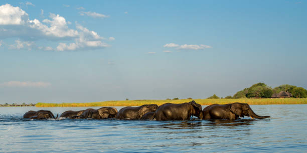 istock Elephant herd at sunset crossing the Chobe River 2172894077