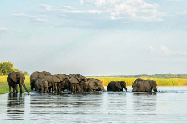 istock Elephant herd at sunset crossing the Chobe River 2172894082