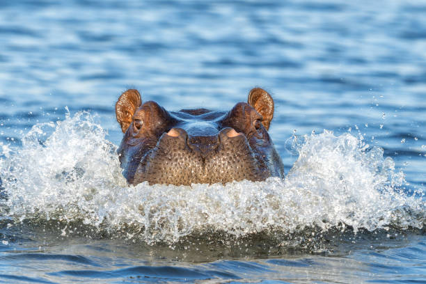 istock Hippopotamus in the Chobe River 2172894330