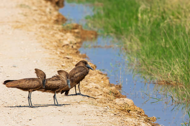 Three Hamerkop Birds in wilderness