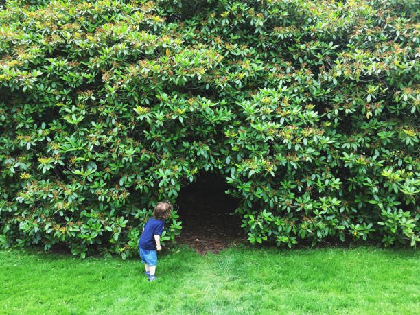 A boy stares curiously into a small hole in a hedge.