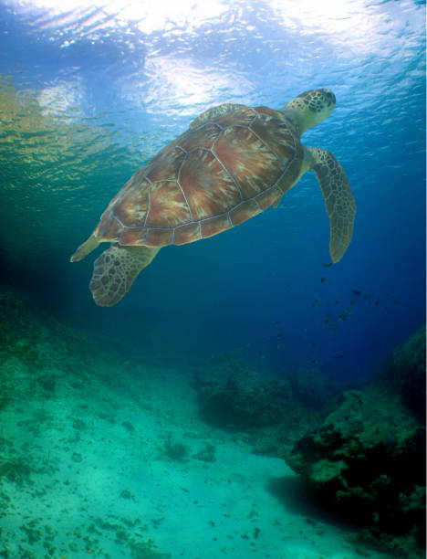 istock a green turtle on a reef in the caribbean 2172897367