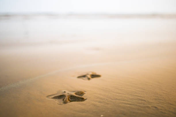 Footprints in the sand by the waves. Shot on 35mm film.