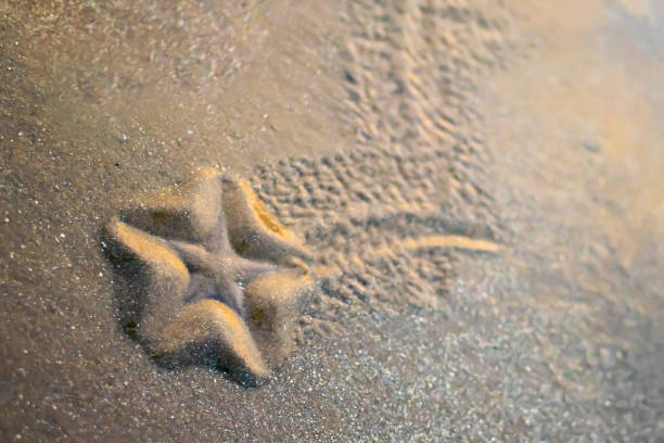 Sand dollar under water resting on a sandy bottom