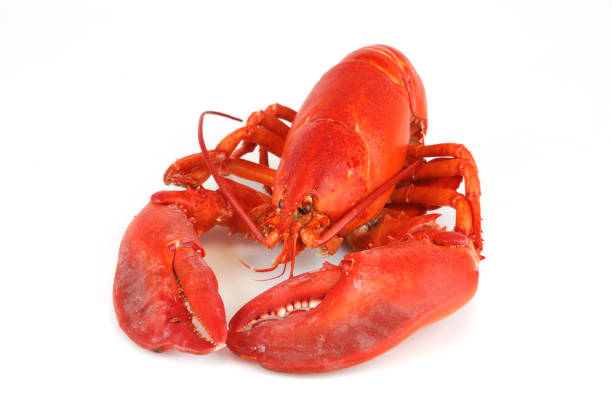 single cooked red lobster isolated on white background