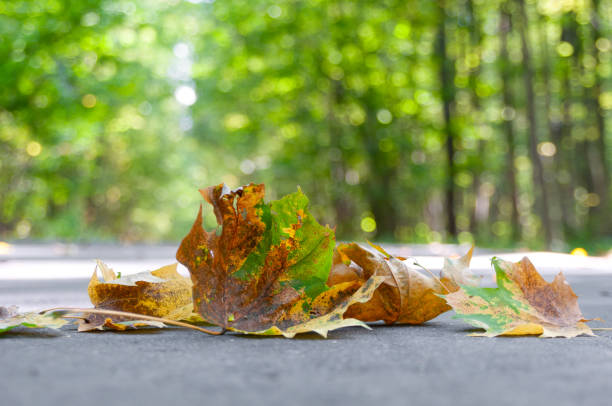 Looking up at maple leaves in autumn