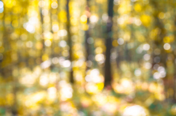 Blur background of autumn forest landscape