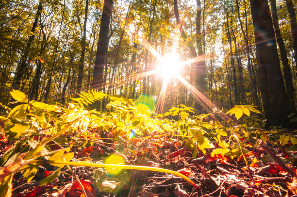 Autumn sun shining through trunks trees in the forest