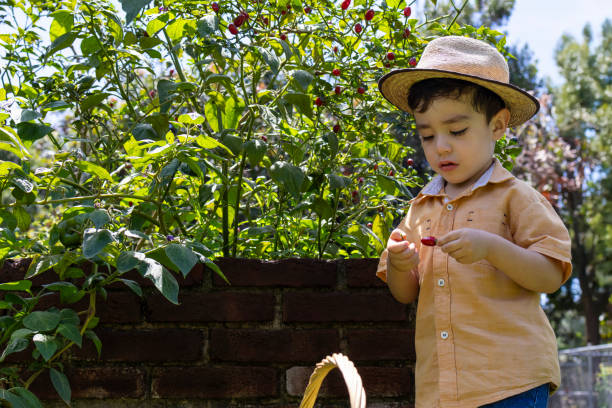 Boy picking out chillies for the meal