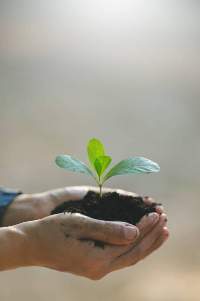 Seedling in hand
Concept on blurred nature background Vertical