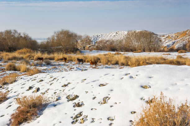 Horses at the Tianshan, Divine Wood Garden, Wensu County, Akesu, Xinjiang, China