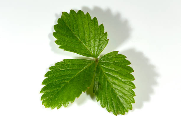 Single green strawberry leaf isolated on white background. Full depth of field.