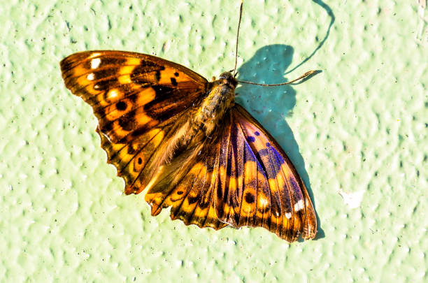 A butterfly is laying on a green wall. The butterfly is brown and has black spots. The butterfly is laying on the wall in a way that it is not fully visible