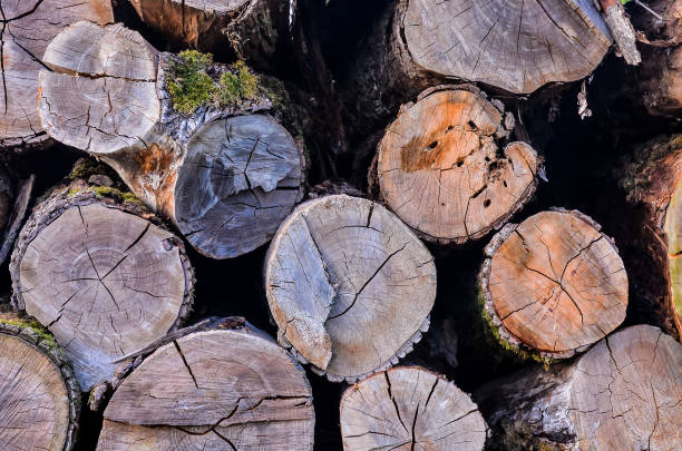 A pile of logs with moss growing on them. The logs are of different sizes and shapes, and they are stacked on top of each other. Scene is rustic and natural