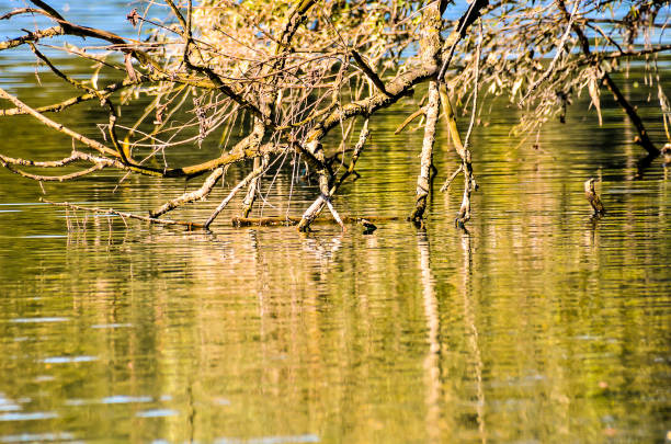 A tree branch is floating in a body of water