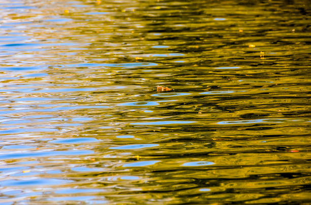 The water is calm and still, with a few leaves floating on the surface. The reflection of the leaves and the sky create a serene and peaceful atmosphere